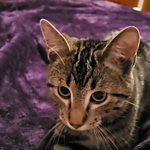 Meet your Posher, Tari